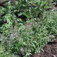 Lippia citriodora