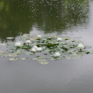 Nymphaea alba