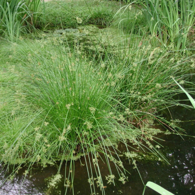 Juncus effusus