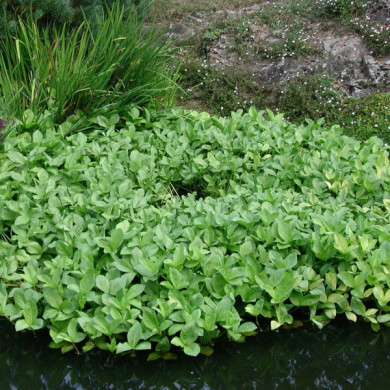 Menyanthes trifoliata