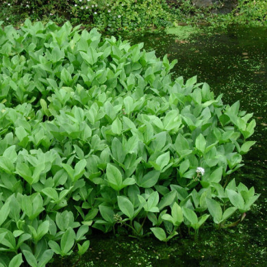 Menyanthes trifoliata