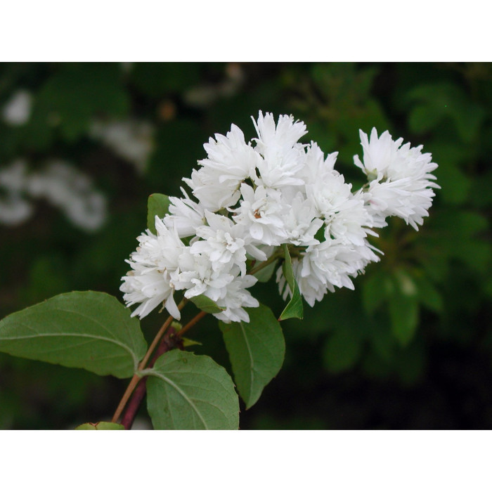 Deutzia crenata 'Pride of Rochester'