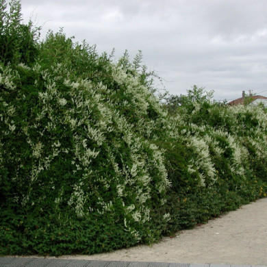 Fallopia baldschuanica