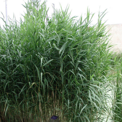 Phragmites australis