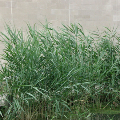 Phragmites australis