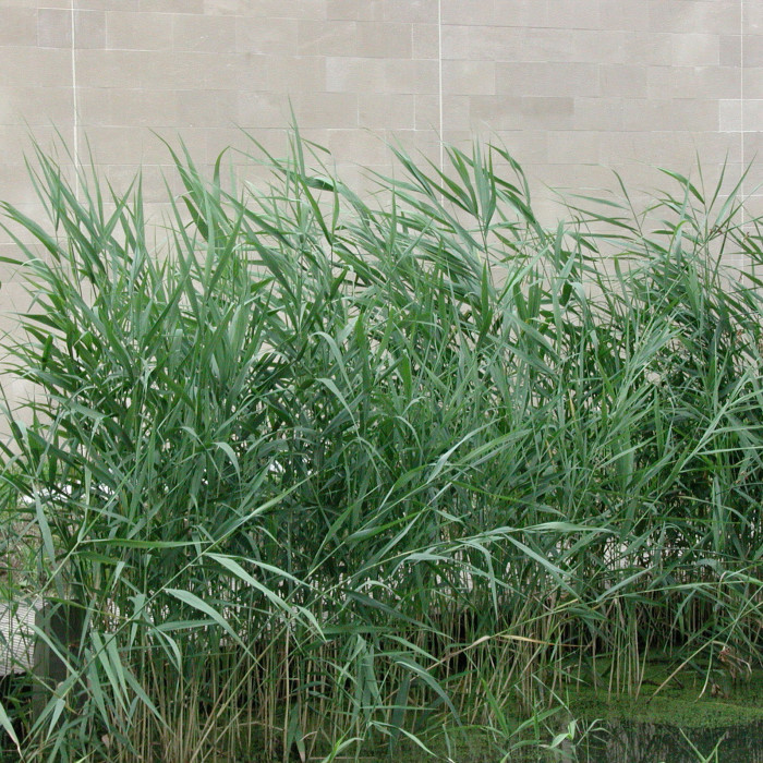 Phragmites australis
