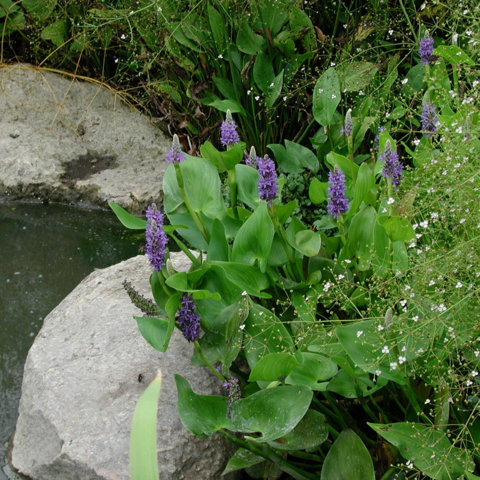 Phragmites australis