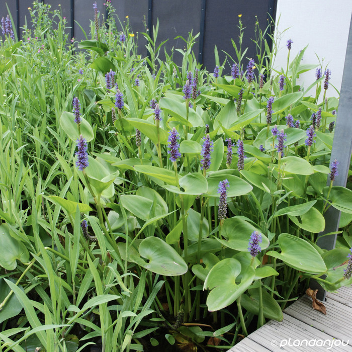 Pontederia cordata