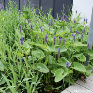 Pontederia cordata