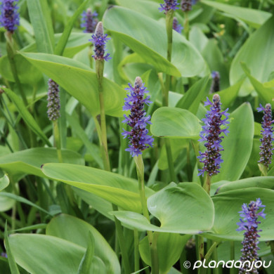Pontederia cordata