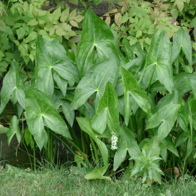 Sagittaria latifolia