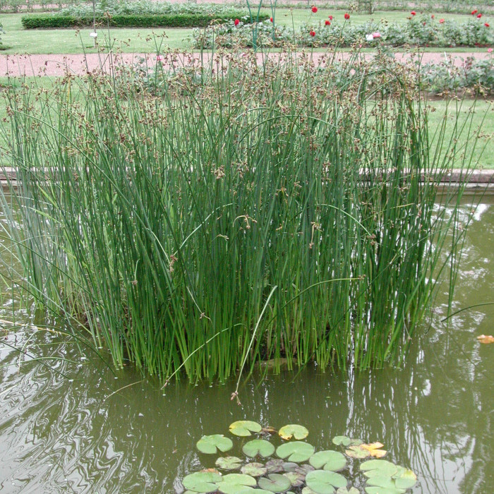 Schoenoplectus lacustris