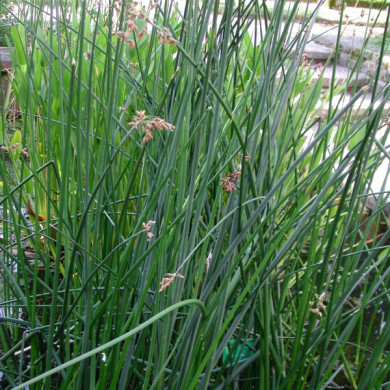 Schoenoplectus lacustris