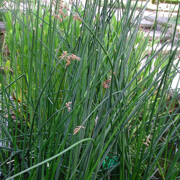 Schoenoplectus lacustris