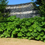 Gunnera manicata