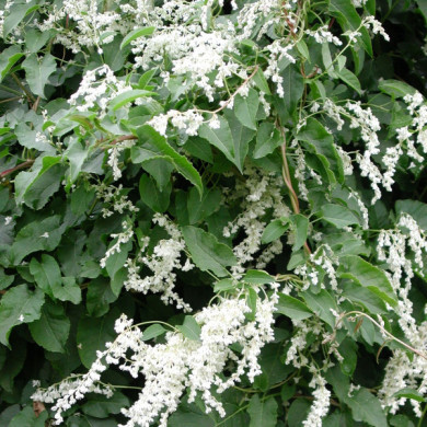 Fallopia baldschuanica