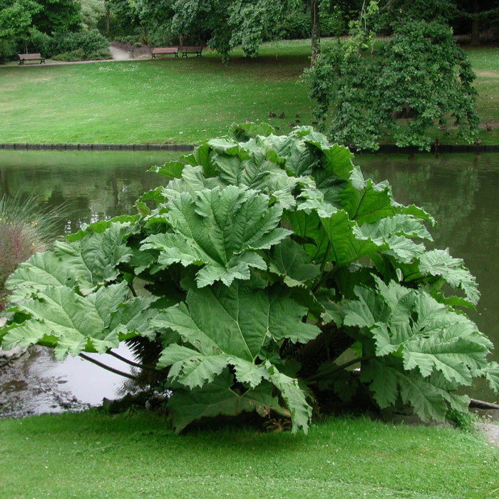 Gunnera manicata