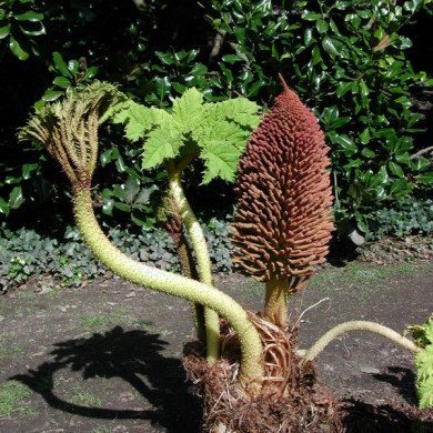 Gunnera manicata