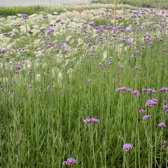 Verbena bonariensis
