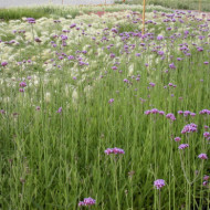 Verbena bonariensis