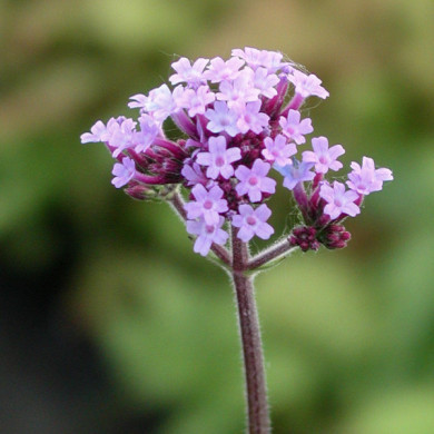 Verbena bonariensis