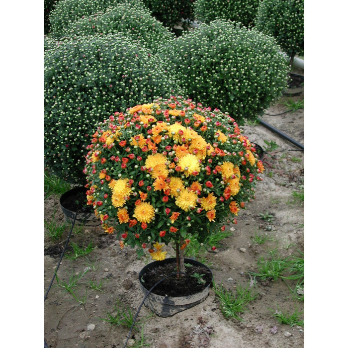 Chrysanthèmes petites tiges jaune