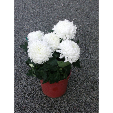 Chrysanthèmes grosses fleurs blanches