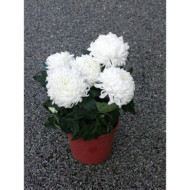Chrysanthèmes grosses fleurs blanches