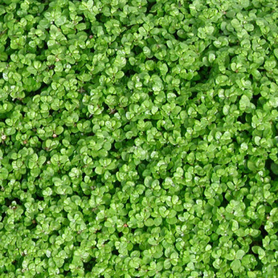 Soleirolia soleirolii