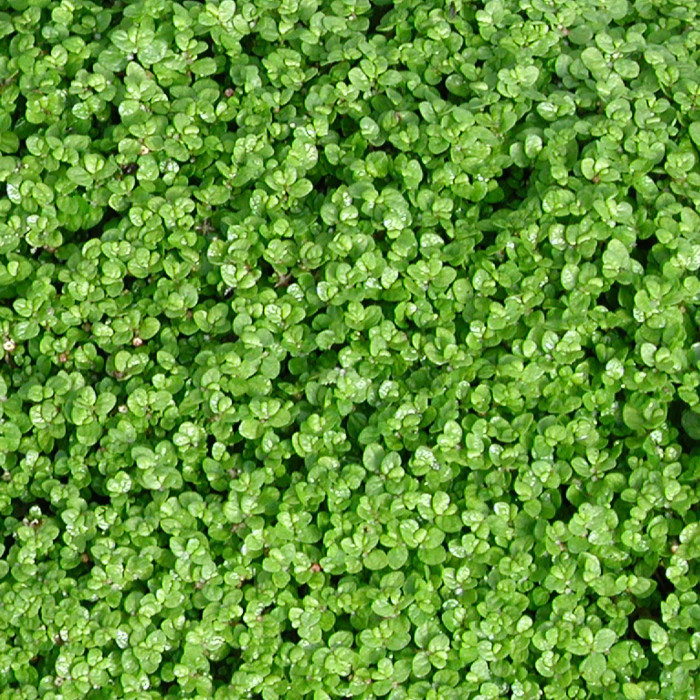 Soleirolia soleirolii