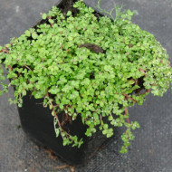 Soleirolia soleirolii