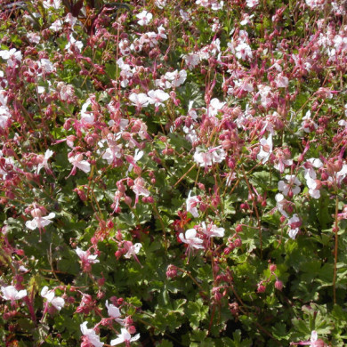 Geranium x cantabrigiense 'Biokovo'
