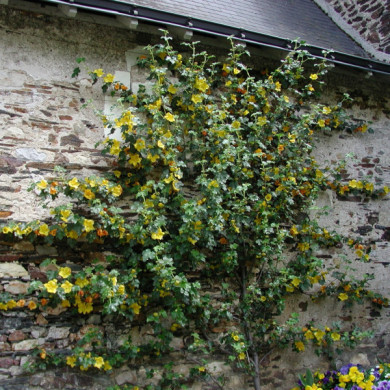 Fremontodendron 'California Glory'