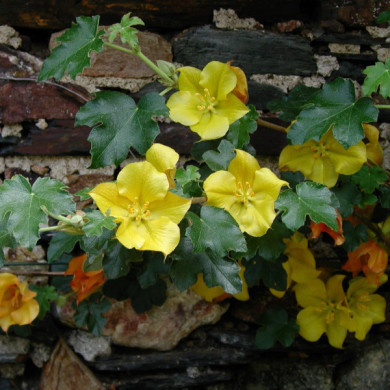 Fremontodendron 'California Glory'