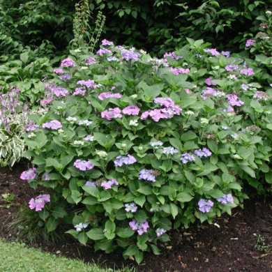 Hydrangea macrophylla 'Blaumeise'