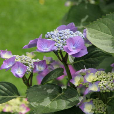 Hydrangea macrophylla 'Blaumeise'