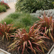 Phormium tenax 'Emerald Pink'
