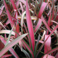 Phormium tenax 'Emerald Pink'
