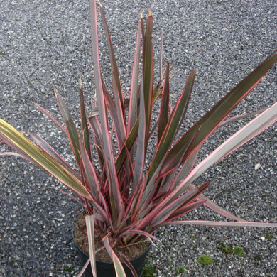 Phormium 'Sundowner'