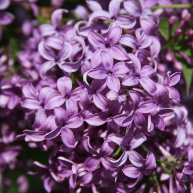 Syringa x chinensis 'Saugeana'