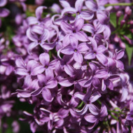 Syringa x chinensis 'Saugeana'