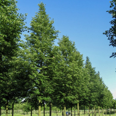 Tilia cordata 'Rancho'