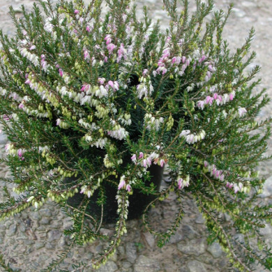Erica carnea 'Fox Hollow Pink'