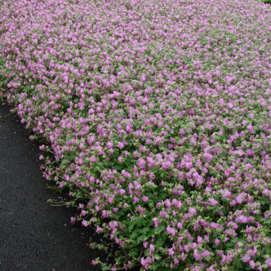 Geranium x cantabrigiense 'Cambridge'