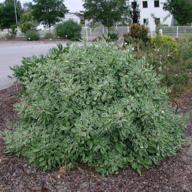 Cornus alba Ivory halo® bailhalo
