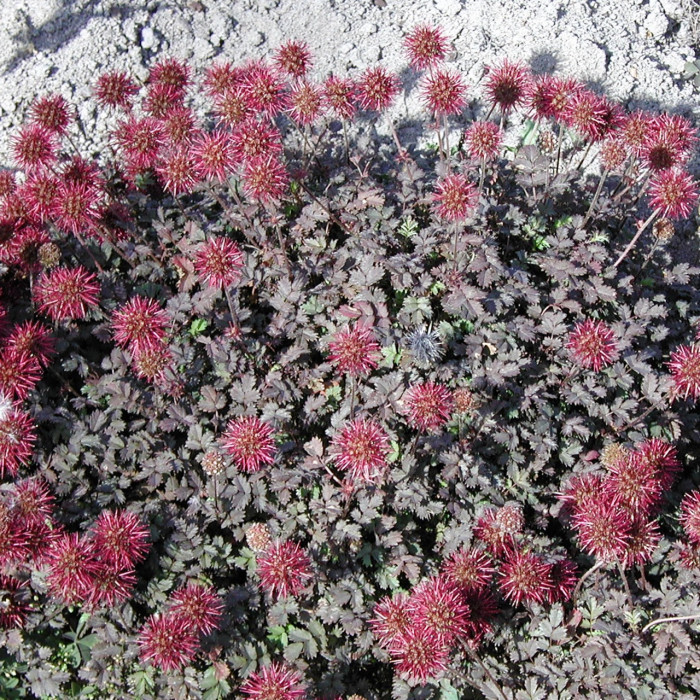 Acaena microphylla 'Kupferteppich'