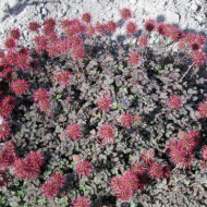 Acaena microphylla 'Kupferteppich'