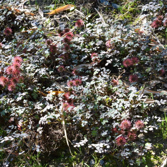 Acaena microphylla 'Kupferteppich'