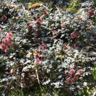 Acaena microphylla 'Kupferteppich'
