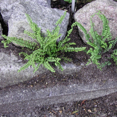 Asplenium trichomanes